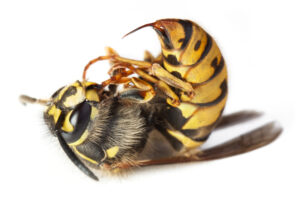 Bee or wasp macro