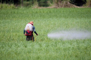 Farmer spraying pesticide on rice field